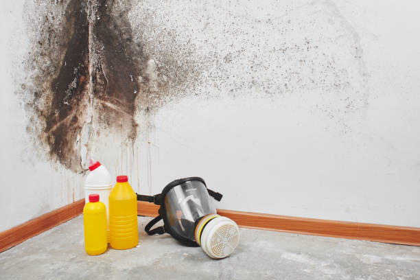 Best Black Mold Removal  in Reading, MI