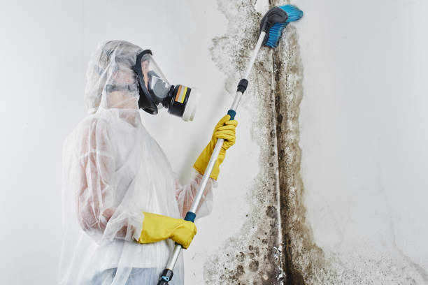 Best Mold Damage Repair  in Reading, MI