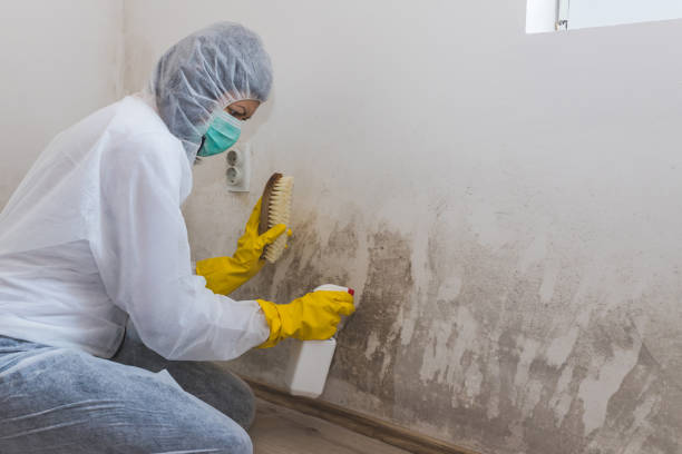 Certified Mold Removal in Reading, MI