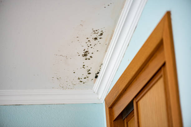 Best Home Mold Removal  in Reading, MI