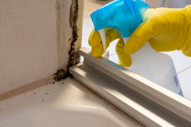 Best Mold Removal Near Me  in Reading, MI