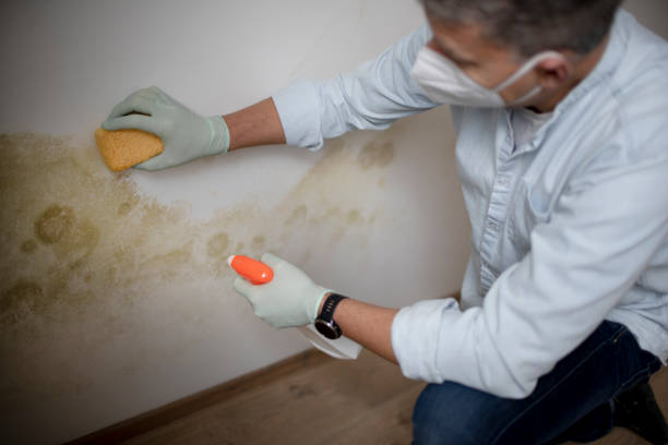 Mold Removal Process in Reading, MI