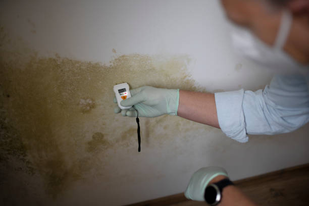 Best Mold Removal Process  in Reading, MI