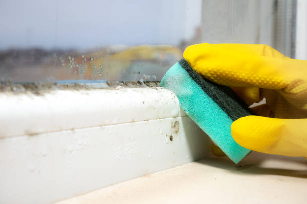 Best Office Mold Removal Services  in Reading, MI