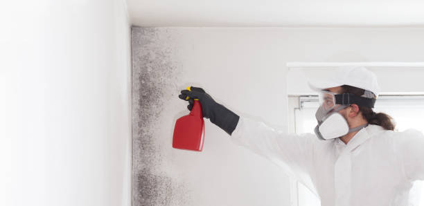 Best Fast Mold Removal  in Reading, MI