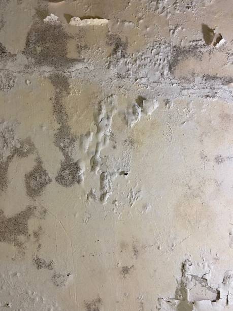 Best Mold Damage Repair  in Reading, MI