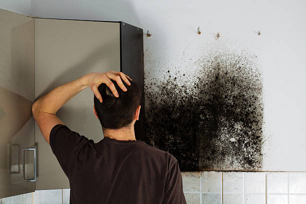 Best Certified Mold Removal  in Reading, MI