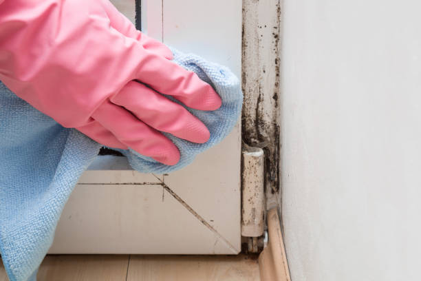 Best Residential Mold Removal  in Reading, MI